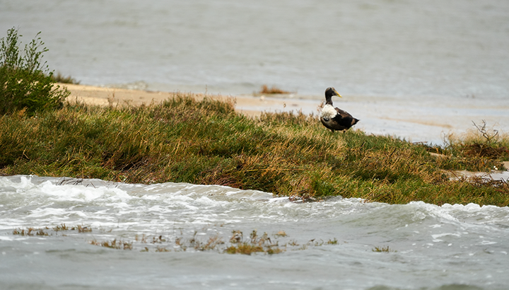 Retour sur le comptage Wetlands 2025